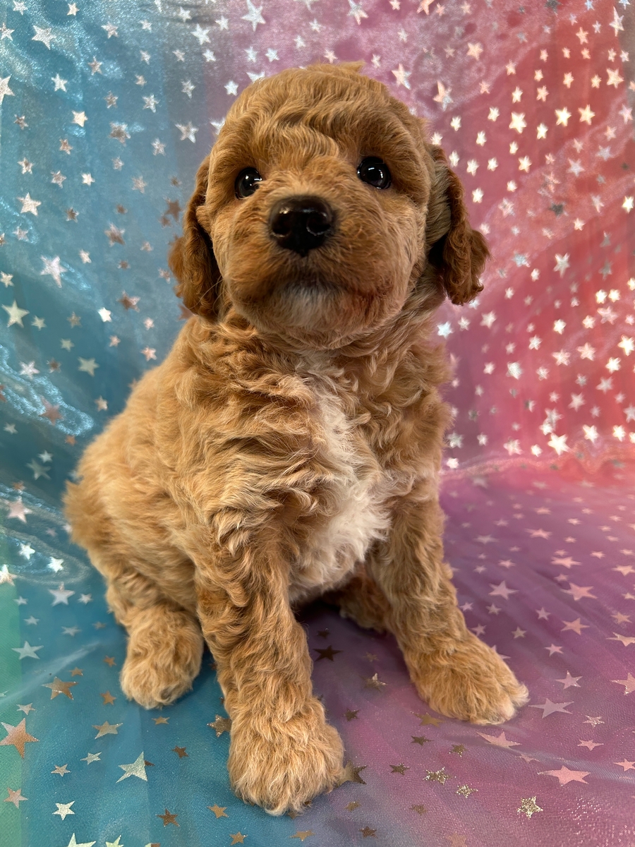 Female Bichon Poodle Pup for Sale DOB 6-12-2024 $750